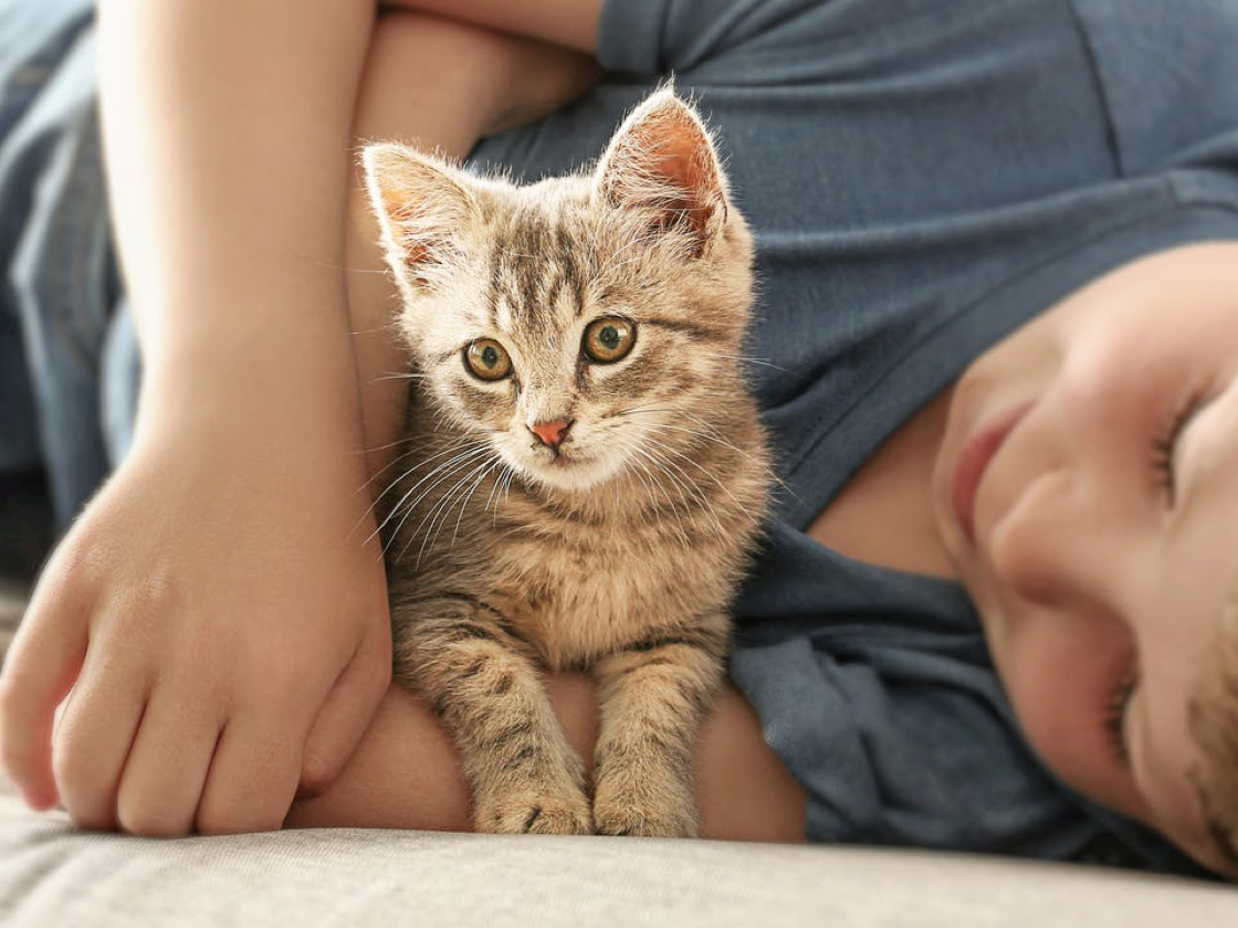 cats