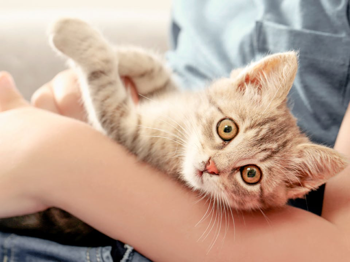 cats