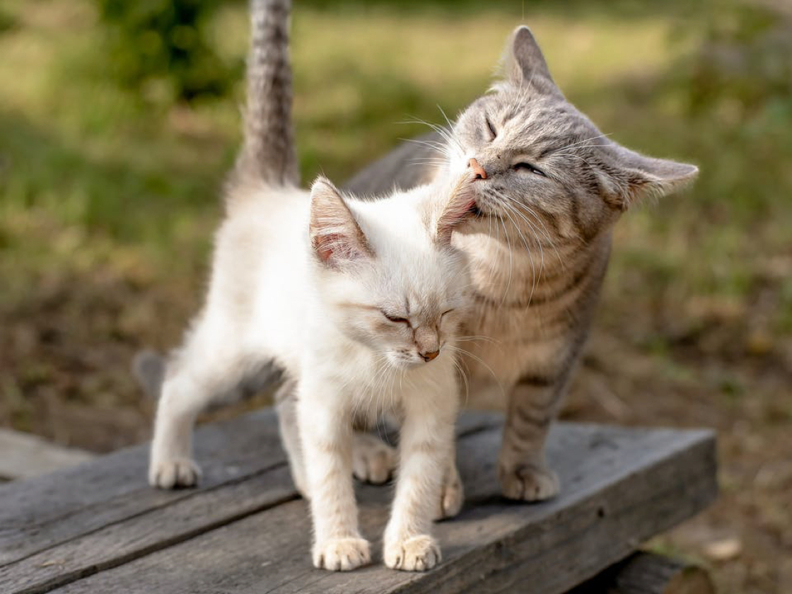 cats