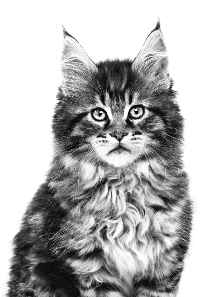 Maine Coon kitten in black and white on a white background