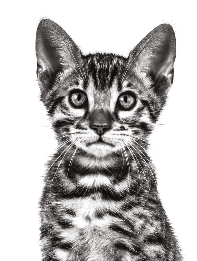 Bengal kitten in black and white on a white background