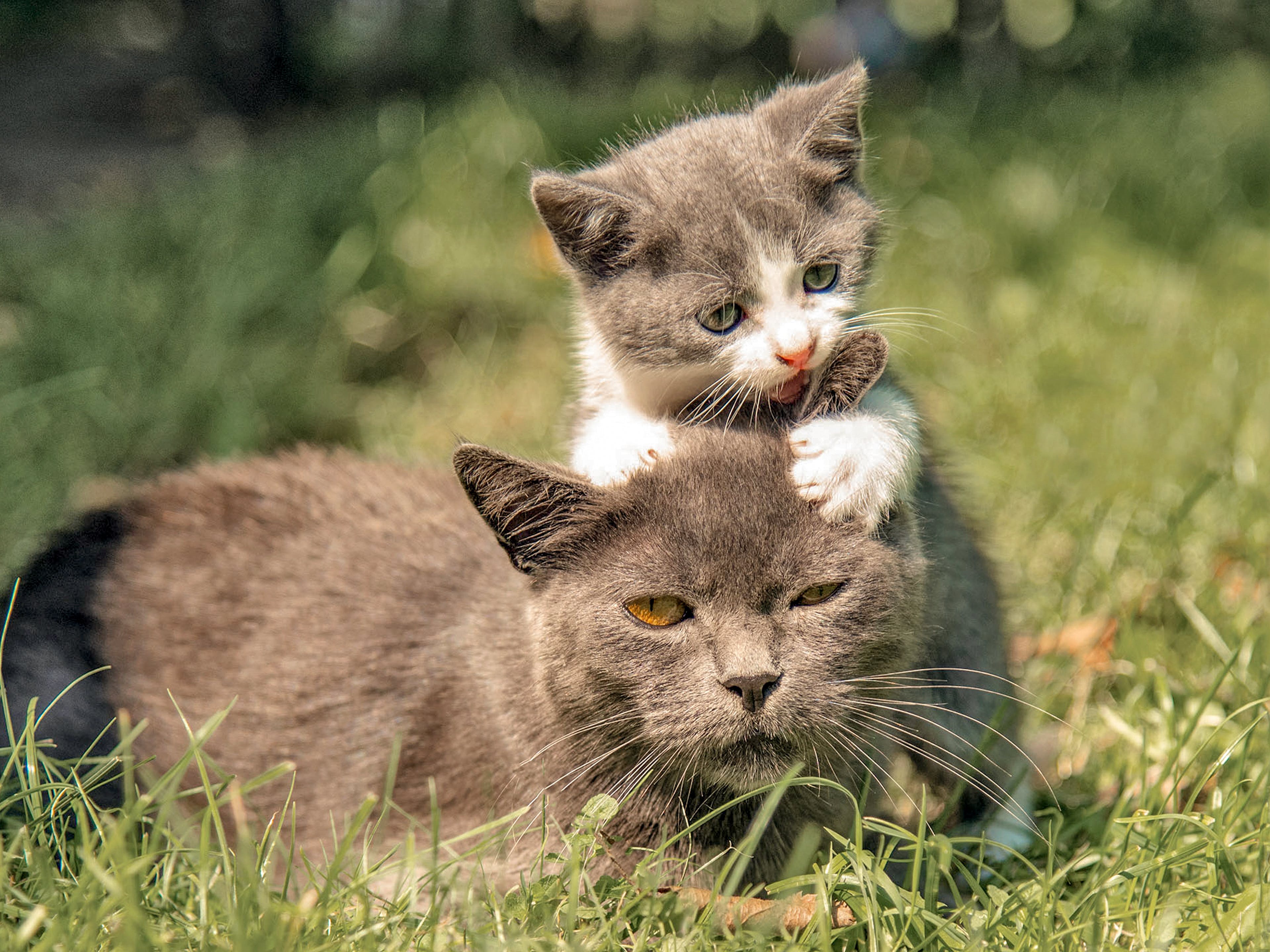 Mother and kitten playing together outside in grass