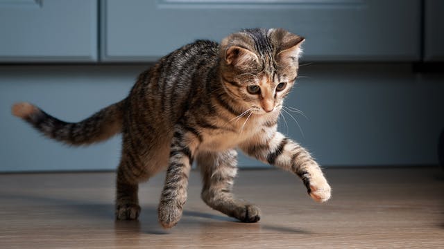cats