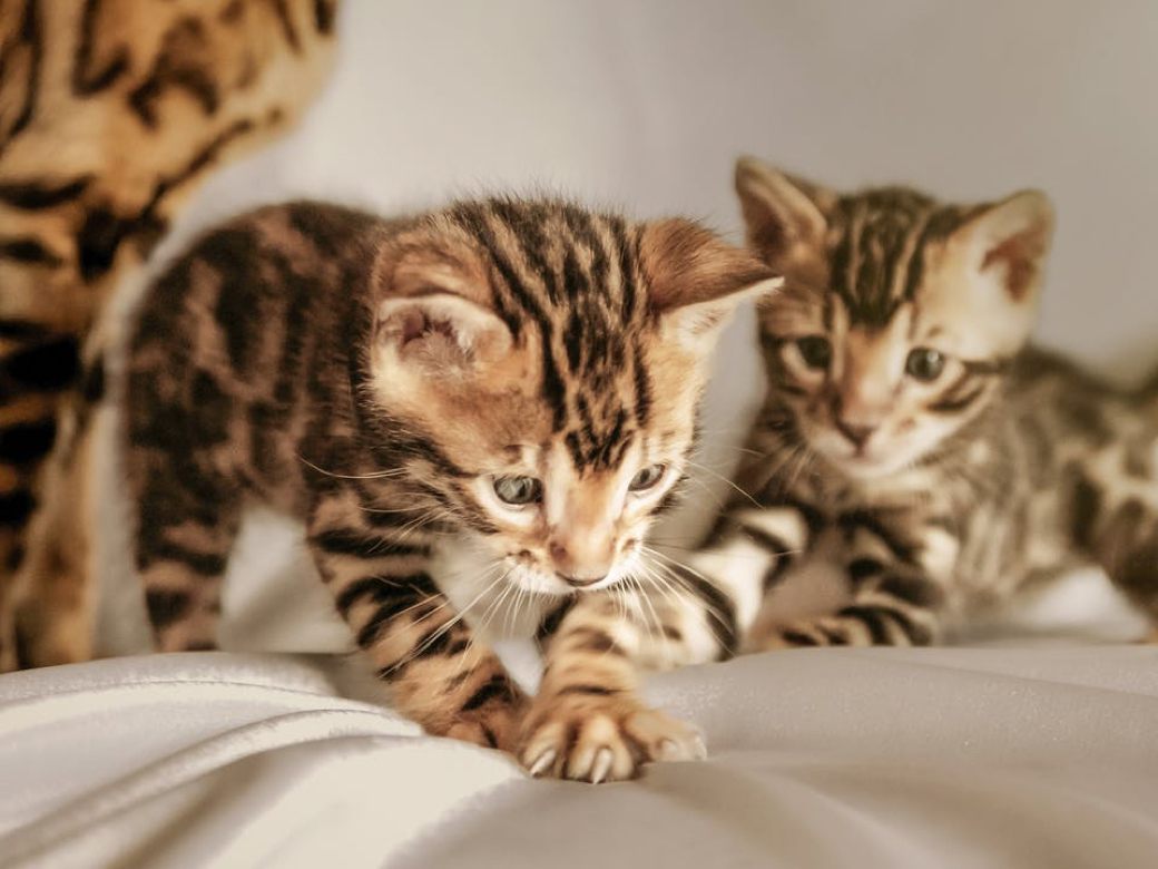 cats