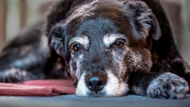 如果我的老年犬患病该怎么办?