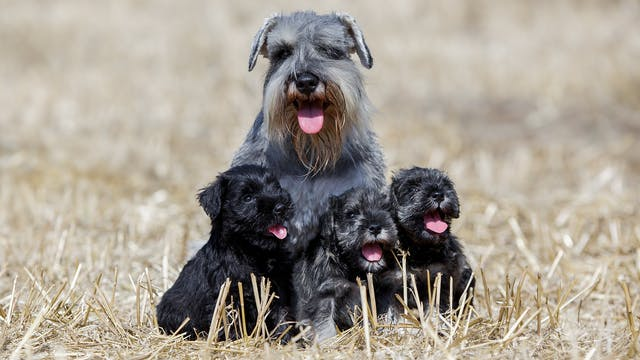 8 至 10 个月大的幼犬