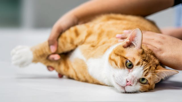 是否有些猫先天性较容易肥胖？