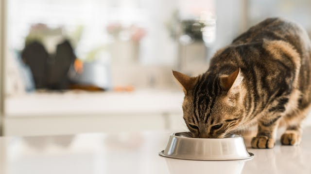 适当饮食可助预防爱猫胃部不适