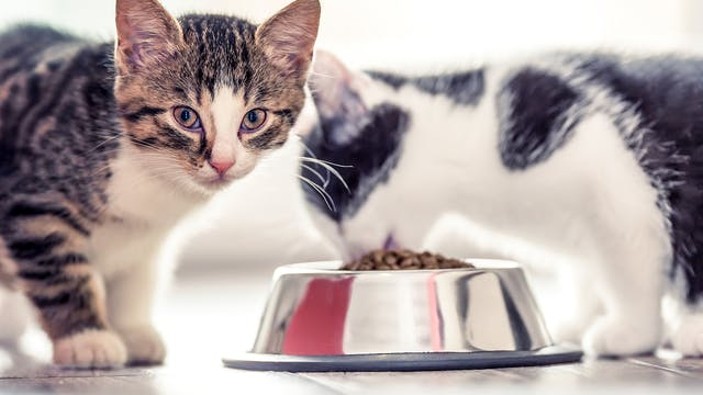 您的猫咪可能面对的皮肤问题