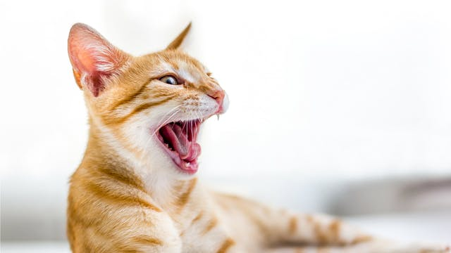 猫咪呕吐或是吐出毛团