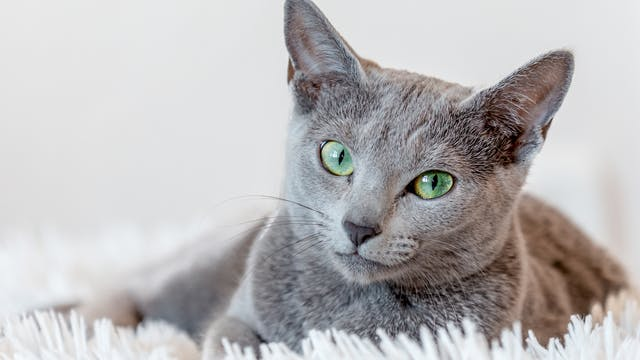猫咪因过度整理毛发而导致掉毛