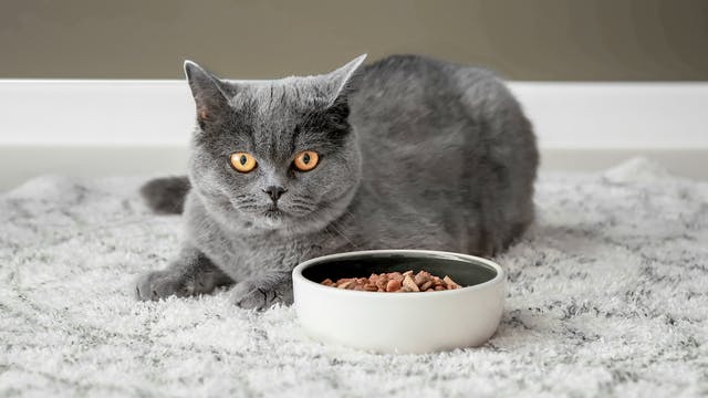 成年英国短毛猫躺在室内的白色地毯,旁边有个食物碗。