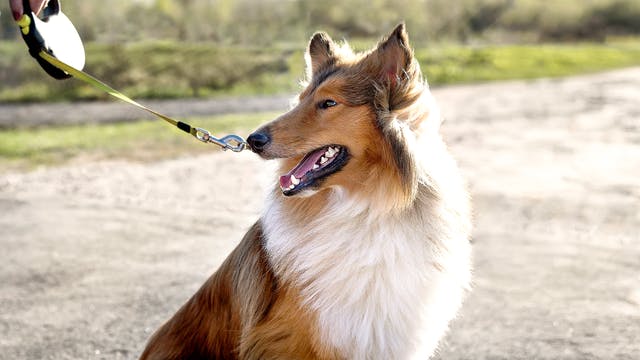 成年苏格兰牧羊犬坐在户外小径上。