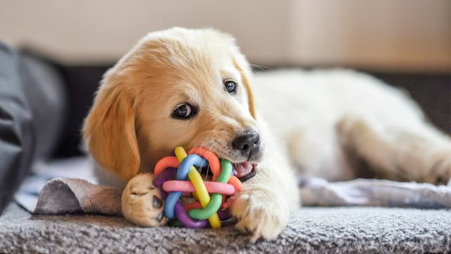 年幼的金毛寻回犬一边躺在室内，一边咀嚼著玩具。