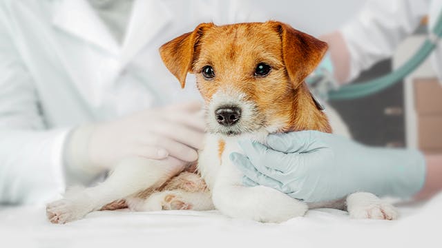 成年犬躺在兽医诊所内接受检验。