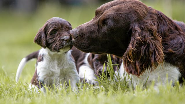 成年木斯德兰犬与她的幼犬一起躺在花园裡。