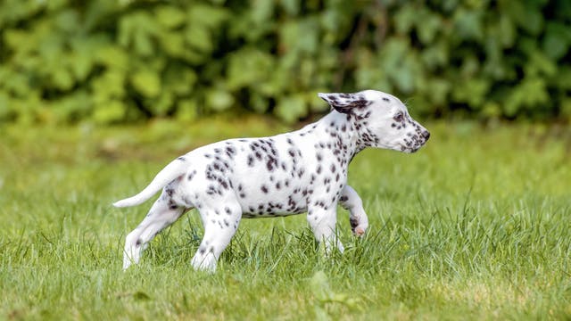 大麦町幼犬在花园裡散步。