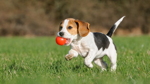咀裡咬著红色球的比高幼猎犬正在户外奔跑。