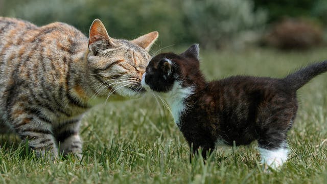成年猫站在户外花园里嗅着黑白相间的幼猫。