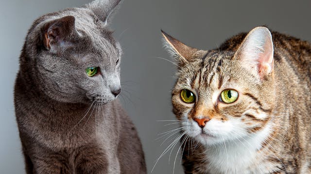成年俄罗斯猫坐在灰色背景前，旁边坐着另一只猫。