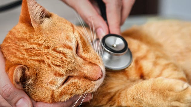 躺在检验台上的成年猫咪由兽医检查。
