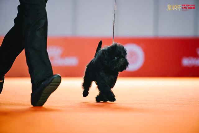 8只冠军犬脱颖而出，荣膺本届“皇家之星”称号并获得特别加冕