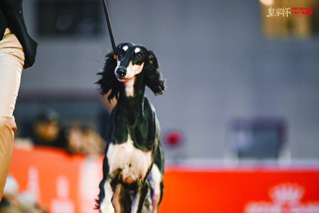 8只冠军犬脱颖而出，荣膺本届“皇家之星”称号并获得特别加冕