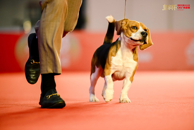 8只冠军犬脱颖而出，荣膺本届“皇家之星”称号并获得特别加冕