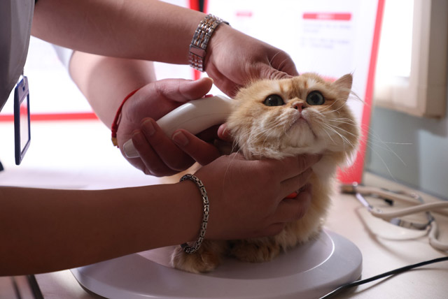 图说:皇家为犬猫提供现场免费体检和义诊福利