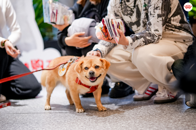 疗愈犬亮相“毛绒绒握爪计划”,帮助同事舒缓职场压力