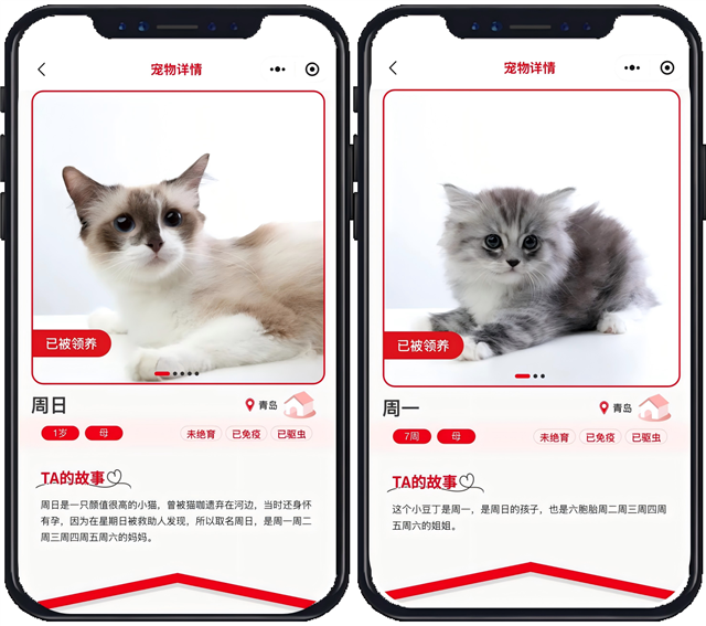 猫咪“周日”和“周一”成功被领养
